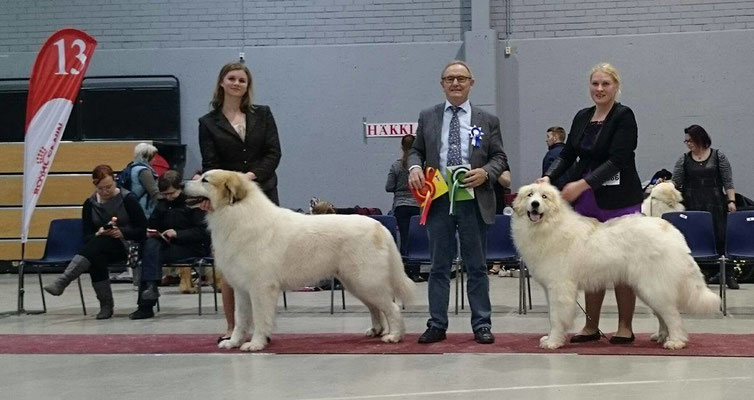 BOB - Chenespace Tarbesan & BOS - Echo de'Chien Estella