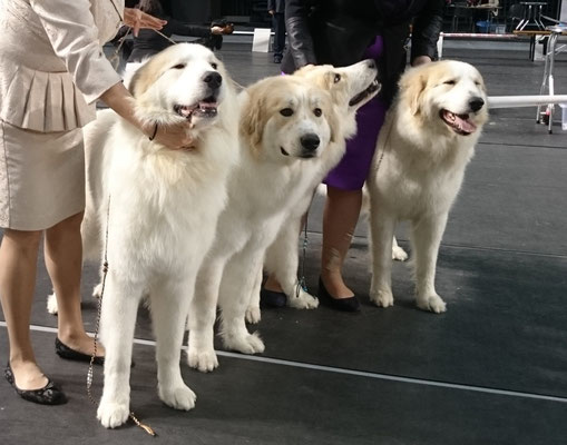 Conrad, Escuda, Estella and Bella