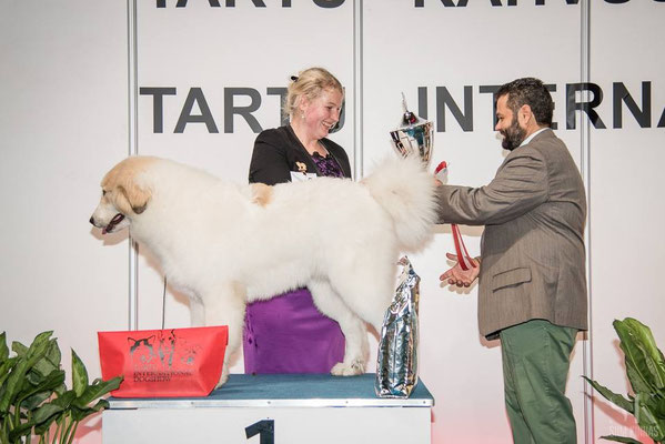 Best in Show Puppy Winner on 7.11.2015