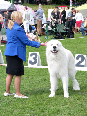 Echo de'Chien Cornelius