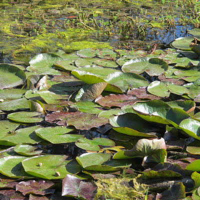 cherchez la grenouille