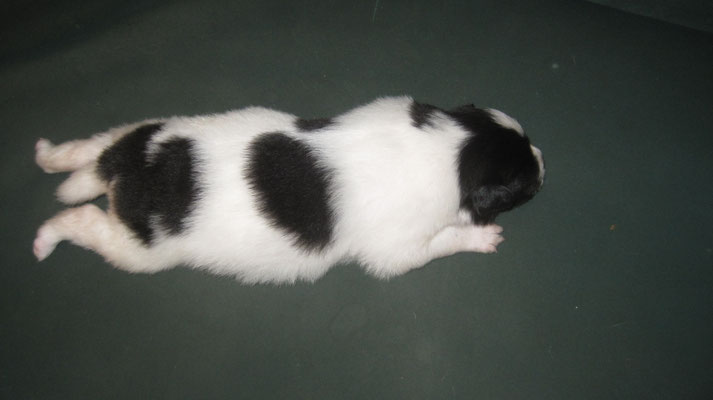 Chepi