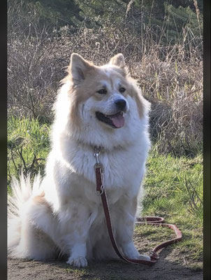Bailey, 2 Jahre