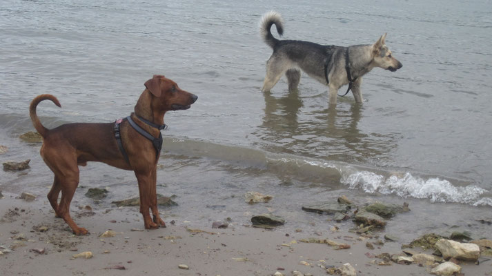 Henry (links) war auch da und noch ein unbekannter Hund, die sind aber noch zu wild und groß für mich.