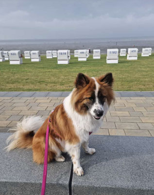 Kira im Urlaub an der Nordsee (September 2022)