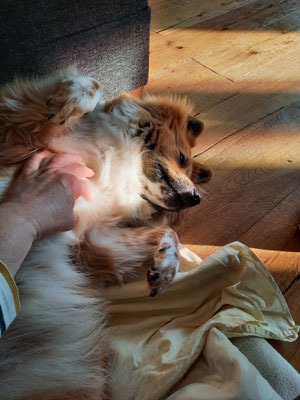 Lotte genießt die Kuschelrunde (September 2023)