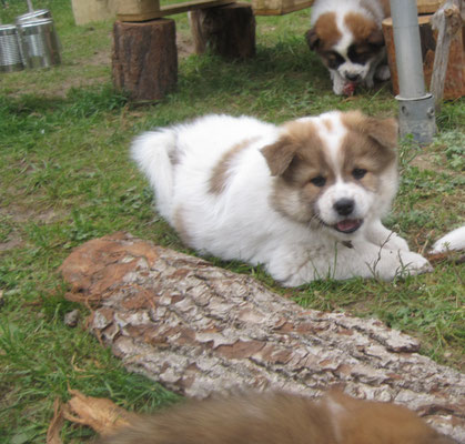 Bailey am 04.05.2021