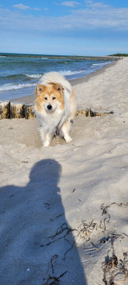 Bailey an der Ostsee 2026