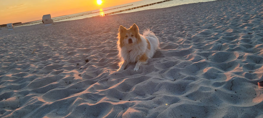 Bailey an der Ostsee 2026