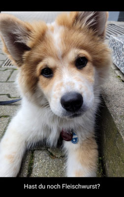 Bailey am 26.06.2021