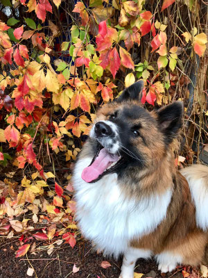 Milow wünscht einen schönen Herbst 2019!
