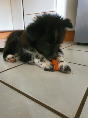 Cooper lässt sich eine Karotte schmecken