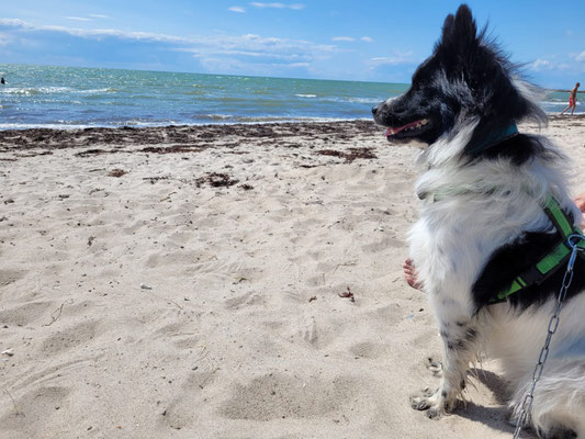 Juli 2023: Chepi im Urlaub