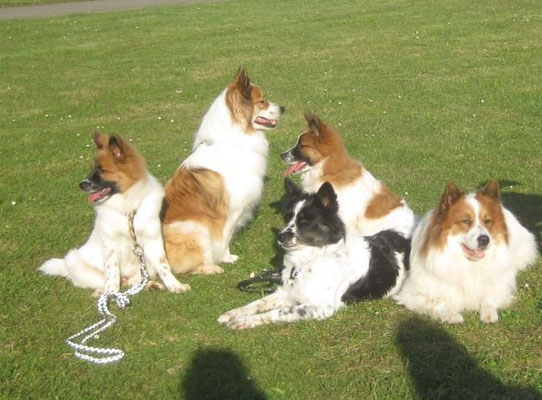 Leo, Benjamin, Becky, Kleo, Balou