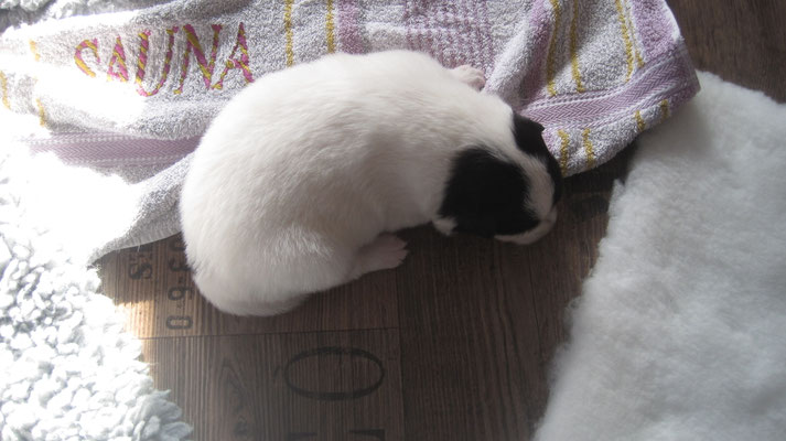 Bonnie, 01.04.2021