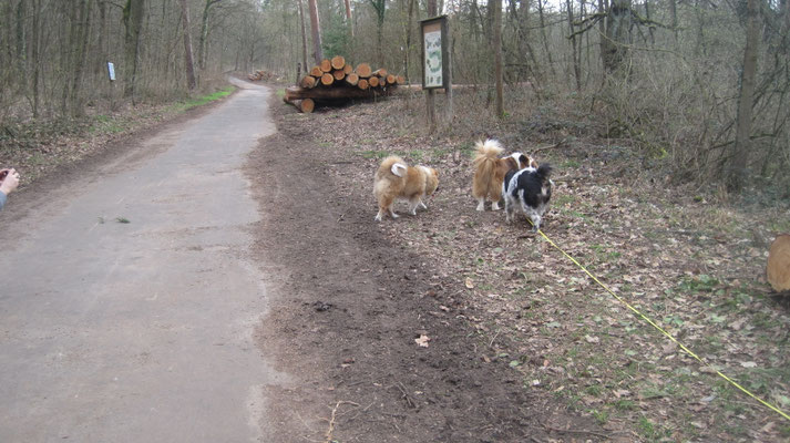 Aufbruch zum Spaziergang mit Mama und Rudelchefin
