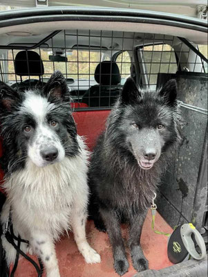 Calle und Amaro (Eurasier), März 2023