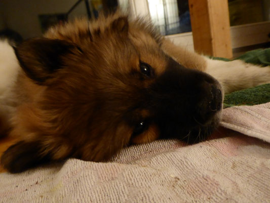 Luna, 8 Wochen alt