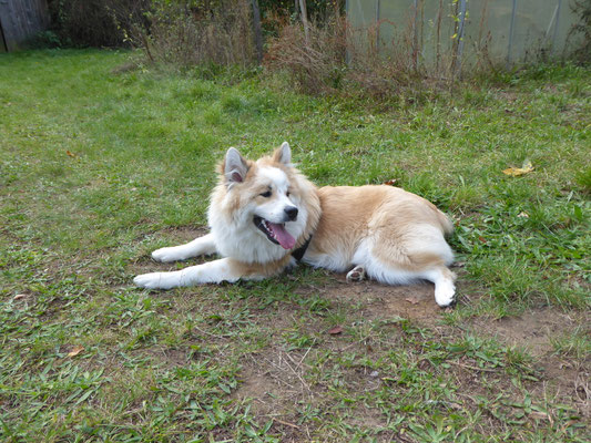 Balou bei unserem B-Wurf-Treffen am 02.10.2021