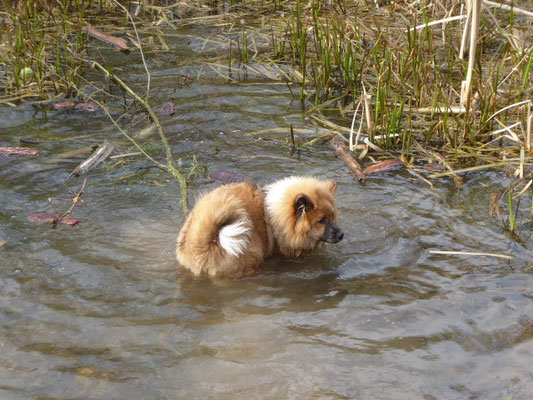 ... aus Versehen bis zur Brust im Wasser ... Bina hat's vorgemacht!