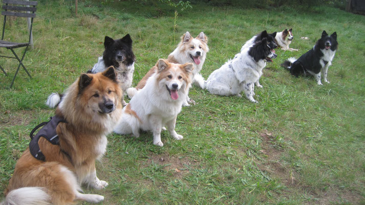 Karo mit ihren B-Wurf-Welpen Bailey, Balou, Bonnie, Bolle und Bounty; ganz links Luna (A-Wurf) und im Hintergrund "(O)Bina v.d.kl. Oase"