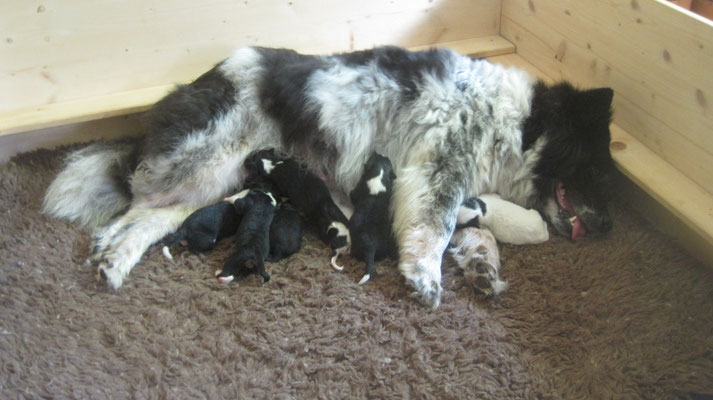 Karo ist wie immer eine sehr aufmerksame und fürsorgliche Mama!