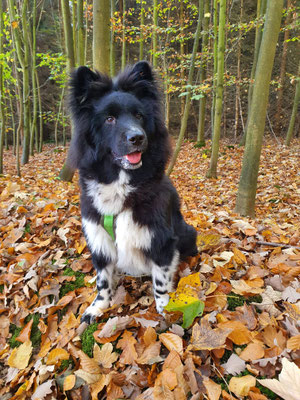 Cooper mit 6 Monaten