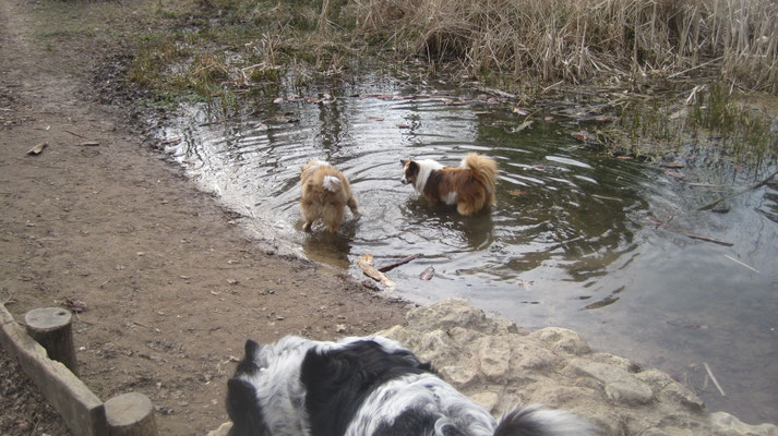 ... am Teich ...