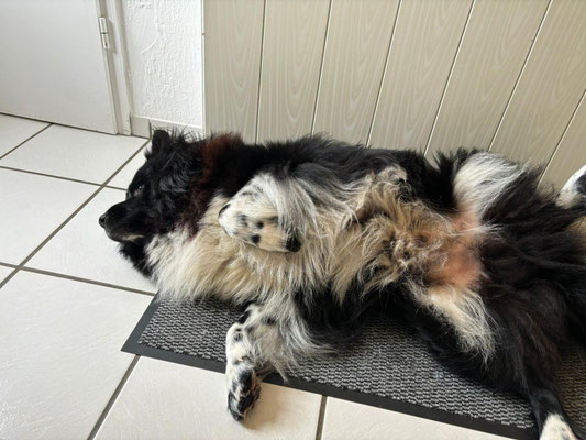 Cooper chillt an seinem 2. Geburtstag  :-)