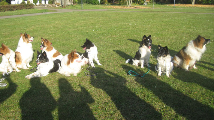 Leo, Benjamin, Becky, Kleo, Balou (Branko v. Primstal, Beckys Papa), Karlo, Mogli, Karo, Al Bundi