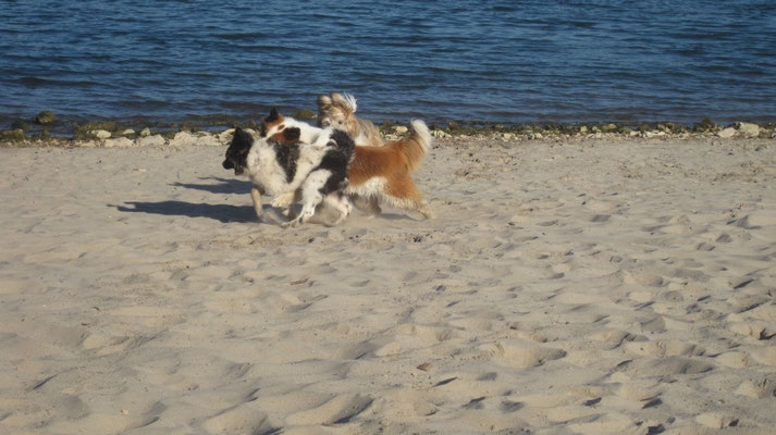 01.10.2015: Bina, Karo und Caatje haben Spaß in Heidenfahrt am Rhein