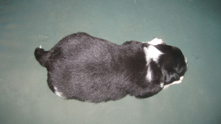 Covu