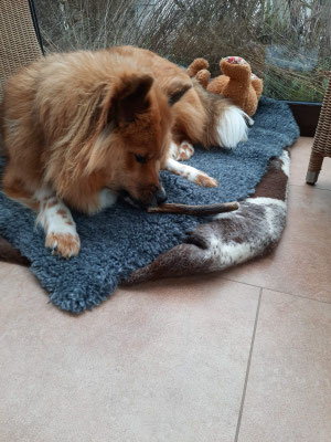 Lotte mit ihrem Weihnachtsgeschenk - eine Geweihstange - am 25.12.2021