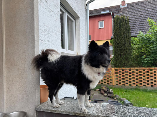 Jule (Crina)