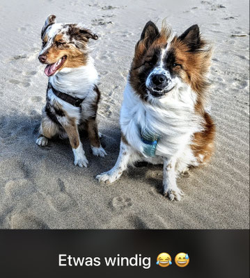 Kira am 24.03.2024 mit Australian Shepherd-Freundin in Holland