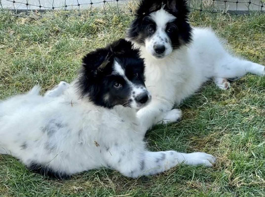 Carlo und Calle