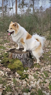 Bailey, 2 Jahre
