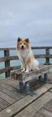 Bailey im Urlaub an der Ostsee Mai/Juni 2026