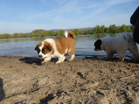Bella/Kira beim Ausflug an den Rhein am 08.05.2021