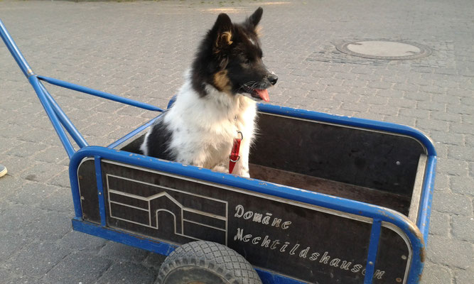 03.10.2015: Karo entdeckt das Bollerwagen-Fahren und .......