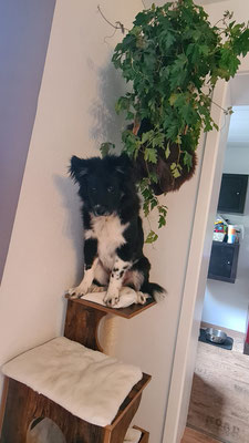 Jack denkt schon, er wäre eine Katze und hat den Katzenbaum erklommen!