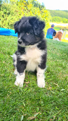 Covu/Jack im neuen Zuhause
