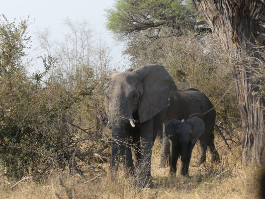 Femelle éléphant avec son petit 