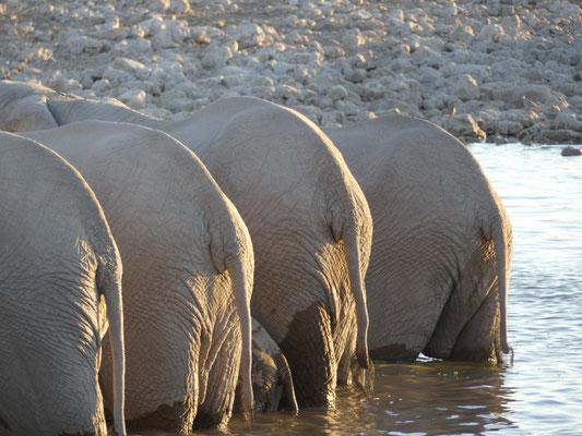 Troupeau d'éléphants au point d'eau d'Okaukuejo