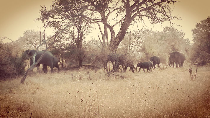 Troupeau d'éléphants des Savanes 
