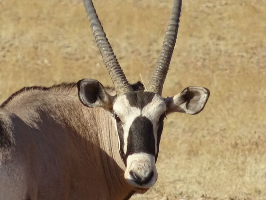 Oryx ou Gemsbok