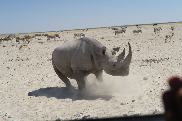 Rhinocéros blanc qui a jugé que nous étions trop proches..belle frayeur