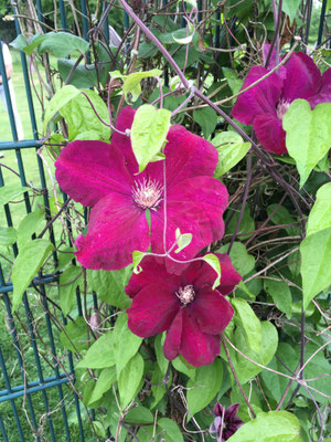 Waldrebe, Clematis Hybride 'Ernest Markham'