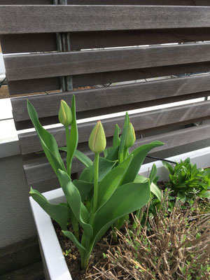Tulpen, Tulipa 'Rembrands Favourite'