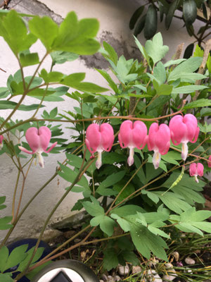 Tränendes Herz, Dicentra spectabilis